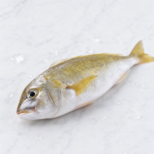 黃花魚