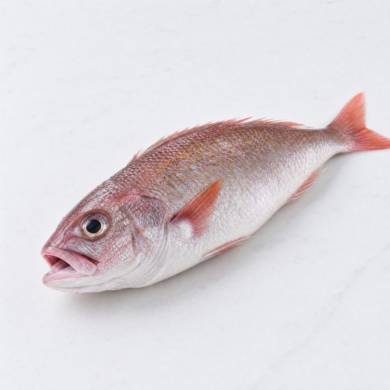 獅頭魚