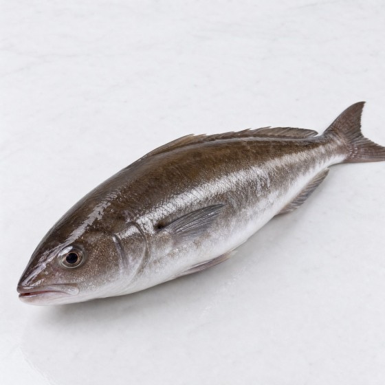魚仲