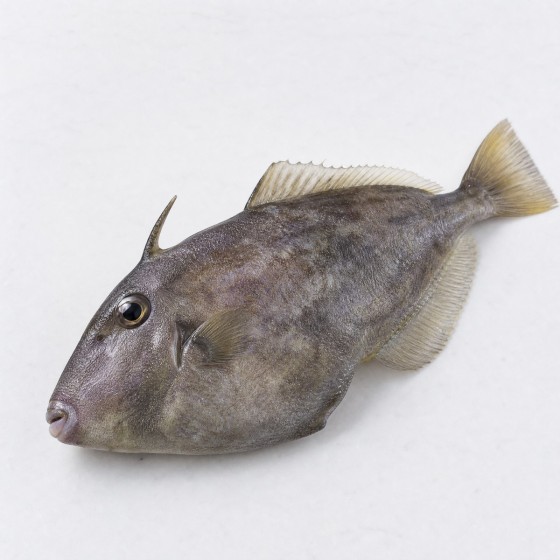 剝皮魚,中鯭