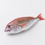 紅魚