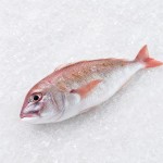 紅衫魚