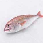 牛鰍