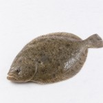 多寶魚