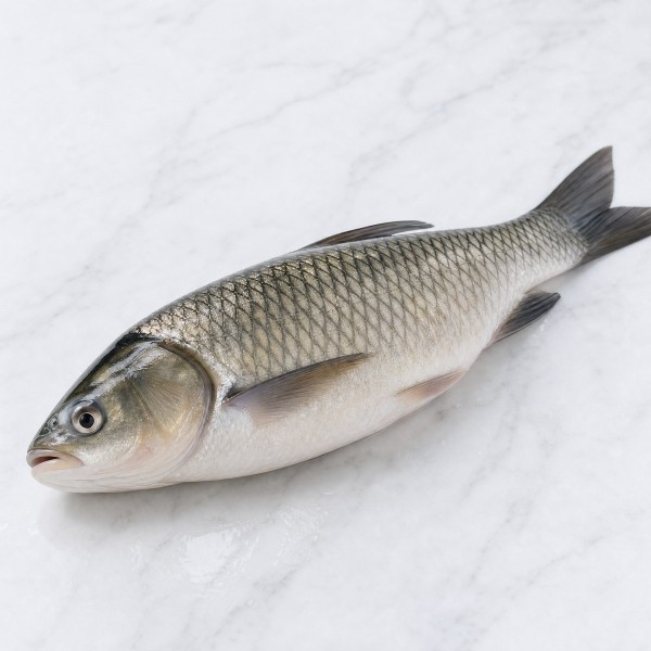 鯇魚
