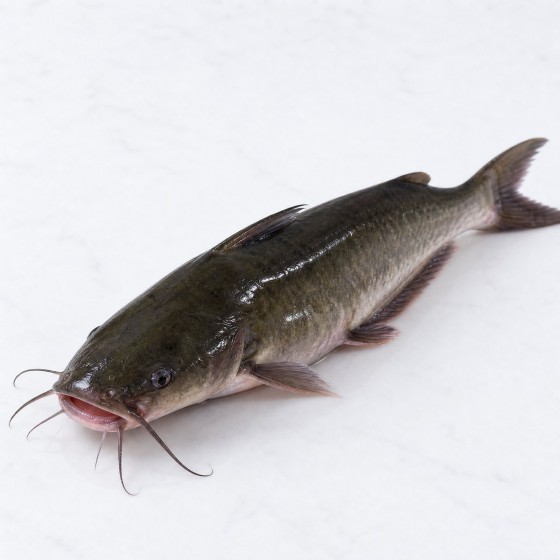 塘虱魚