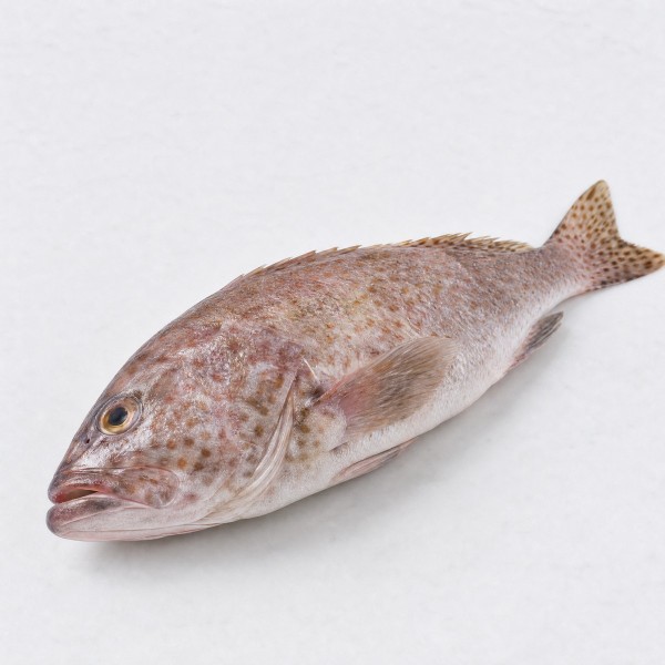 花班魚