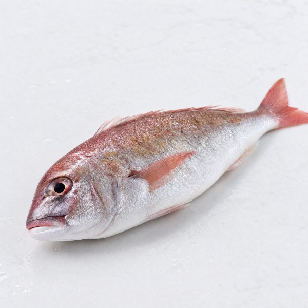 白鰂魚