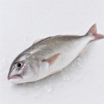 大頭魚