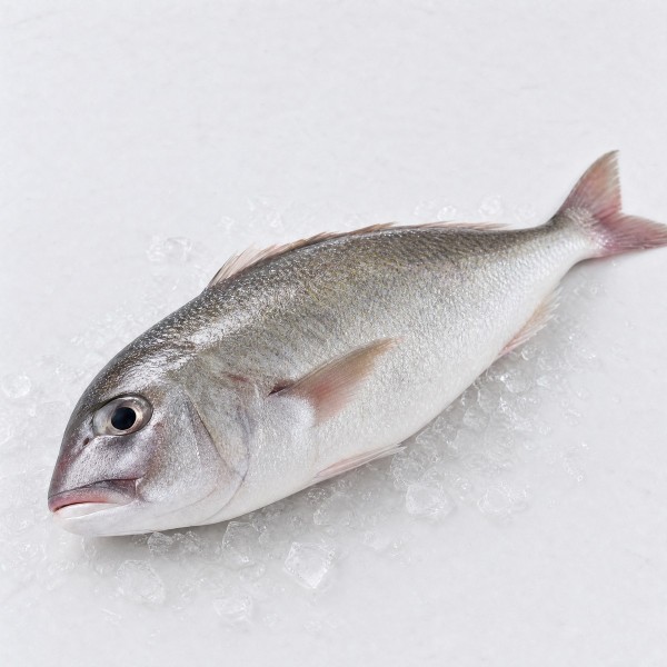 大頭魚